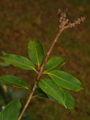 Lithocarpus