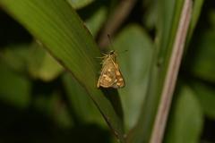 Ocybadistes knightorum