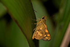 Ocybadistes knightorum