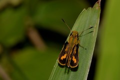 Ocybadistes knightorum