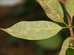 Lithocarpus