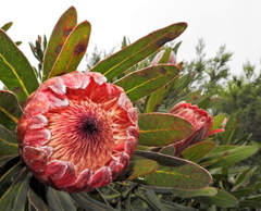 Protea × hybrida