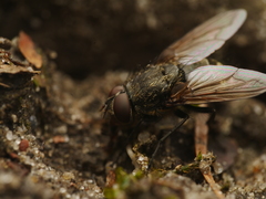 Pollenia