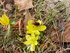 Eranthis hyemalis