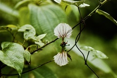 Dalechampia dioscoreifolia