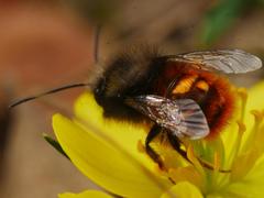 Osmia cornuta