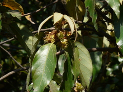 Actinodaphne