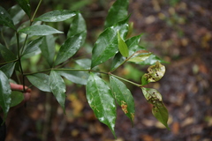 Garcinia merguensis