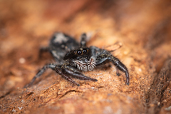 Holoplatys semiplanata