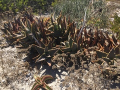 Aloe distans