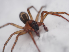 Amaurobius fenestralis