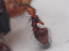 Amaurobius fenestralis