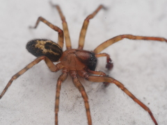 Amaurobius fenestralis