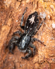 Holoplatys semiplanata