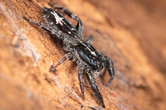 Holoplatys semiplanata