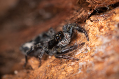 Holoplatys semiplanata