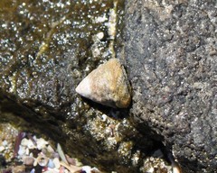 Bembicium