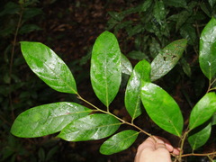 Cryptocarya