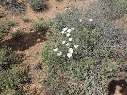 Image of Lampranthus watermeyeri by no rights reserved