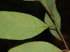 Cryptocarya