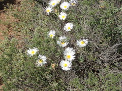 Lampranthus watermeyeri