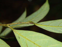 Cryptocarya