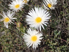Lampranthus watermeyeri