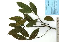 Cryptocarya