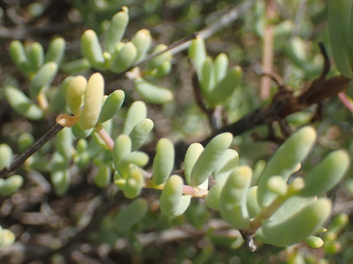 Image of Lampranthus watermeyeri by no rights reserved