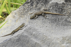 Sceloporus aeneus