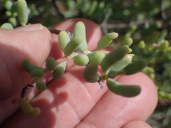 Lampranthus watermeyeri