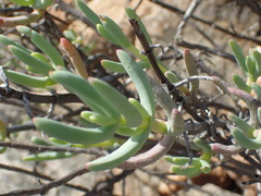 Lampranthus watermeyeri