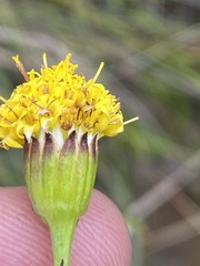 Senecio othonniflorus