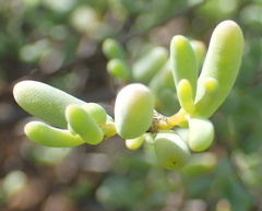 Lampranthus watermeyeri