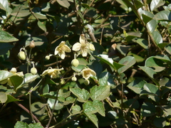 Clematis wightiana