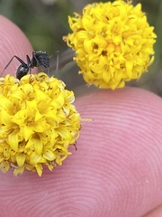 Senecio othonniflorus