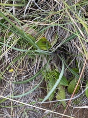 Senecio othonniflorus