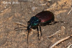 Brachygnathus festivus