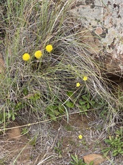 Senecio othonniflorus