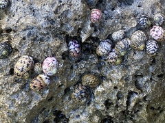 Nerita versicolor
