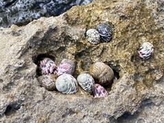 Nerita versicolor
