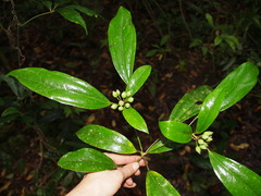 Dendropanax