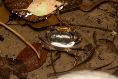 Geothelphusa miyazakii