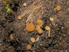 Hymenoscyphus imberbis