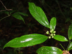 Dendropanax