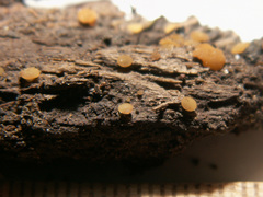 Hymenoscyphus imberbis