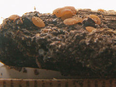 Hymenoscyphus imberbis