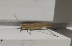 Neoconocephalus spiniger