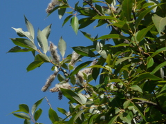 Salix tetrasperma