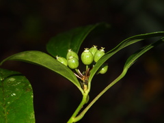 Dendropanax